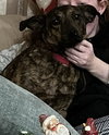 Richard, best co-polot and cuddler - Photo 2