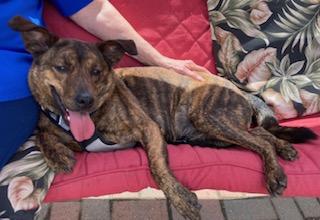 Richard, best co-polot and cuddler, an adoptable Labrador Retriever in Coventry, CT