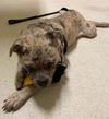 adoptable Dog in , CT named Sam