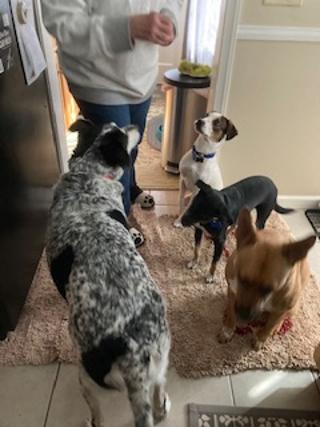 Jack, an easy pup to add to your family