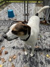 Jack - Photo 3