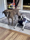 Jack - Photo 1