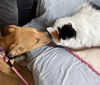 adoptable Dog in  named Honey
