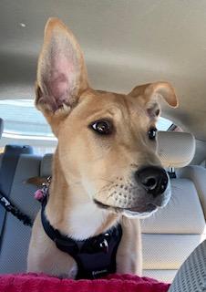 KEELEY - Labrador Retriever / Shiba Inu available for adoption