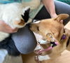adoptable Dog in , CT named Keeley