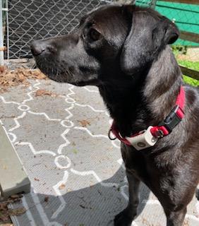 Cody, looking for a quiet home