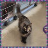 adoptable Cat in Cuyahoga Falls, OH named Lilly ( FKA Natasha)