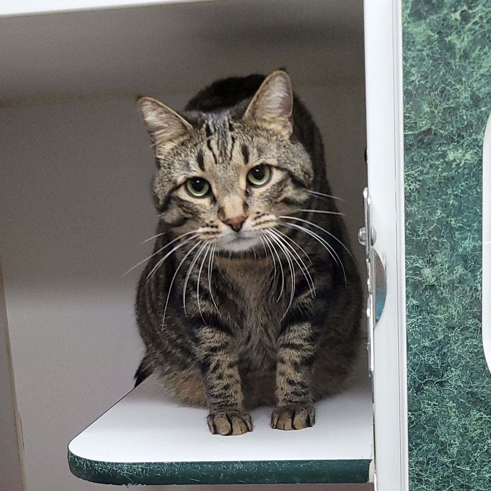 adoptable Cat in MOL, OH named Leo (& Oliver) Declawed