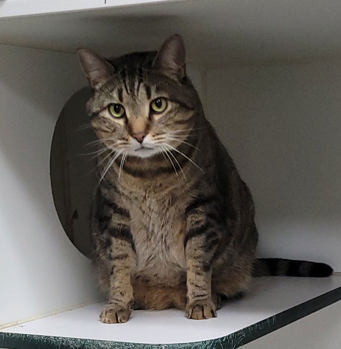 adoptable Cat in MOL, OH named Oliver (& Leo) -Declawed