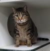 adoptable Cat in MOL, OH named Oliver (& Leo) -Declawed