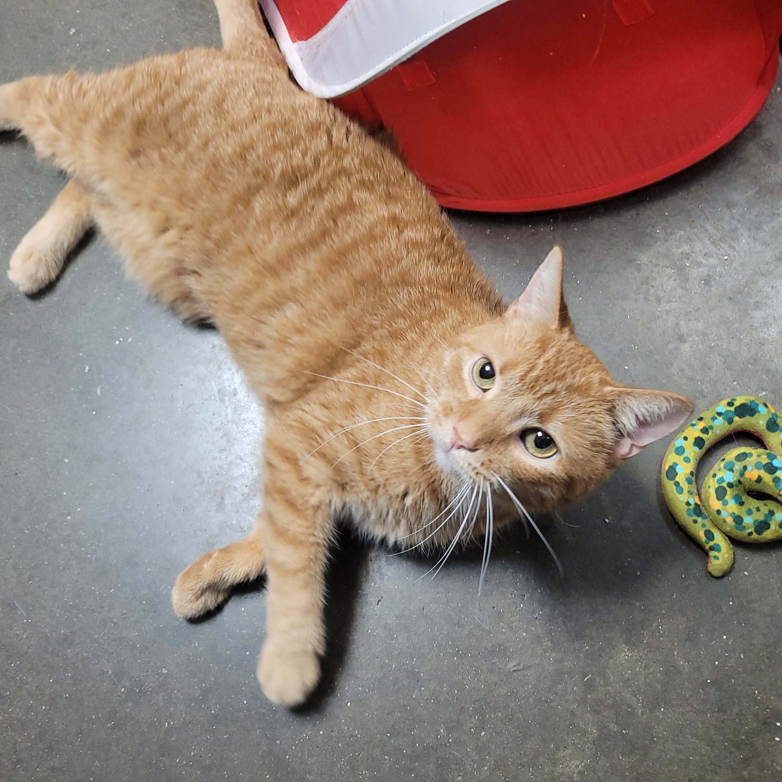 Calvin, Domestic Short Hair