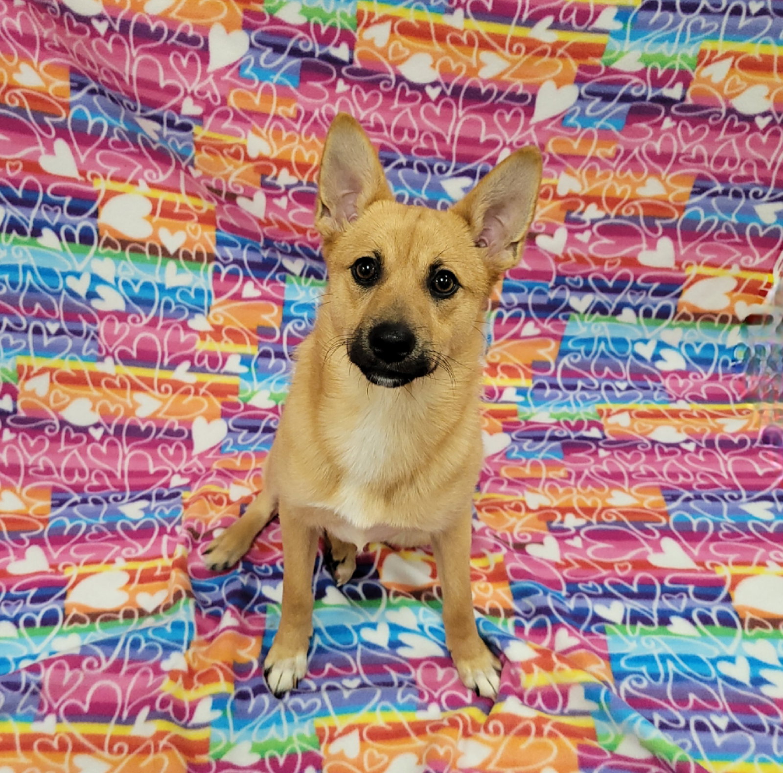 Dog for Adoption Sunday, a Spitz in Ravenna, OH Alpha Paw