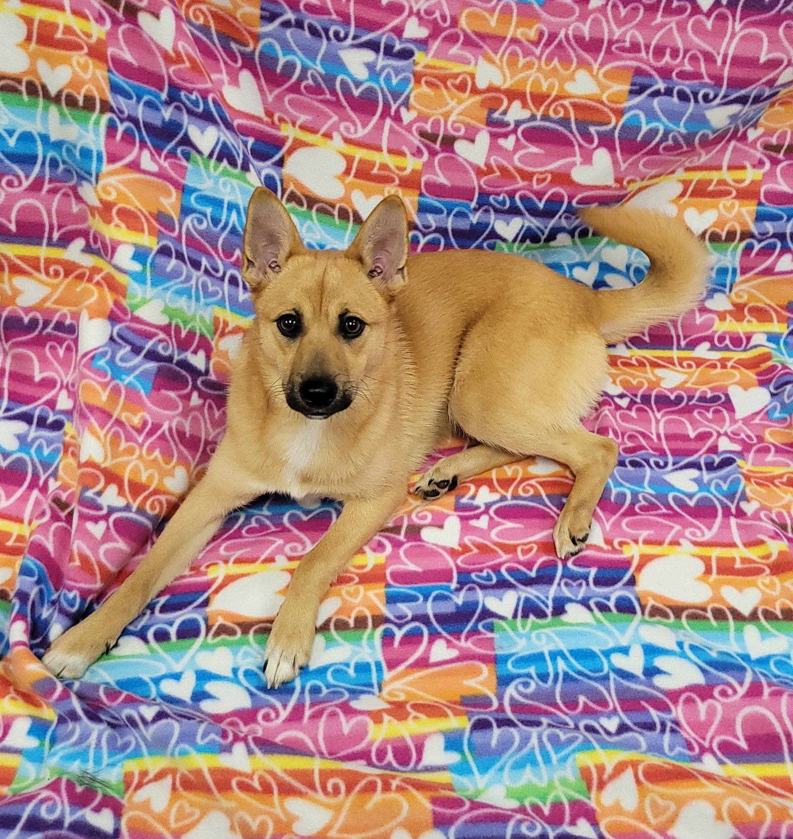 Dog for Adoption Sunday, a Spitz in Ravenna, OH Alpha Paw