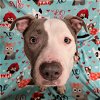 adoptable Dog in , OH named Lonnie - COURTESY POST