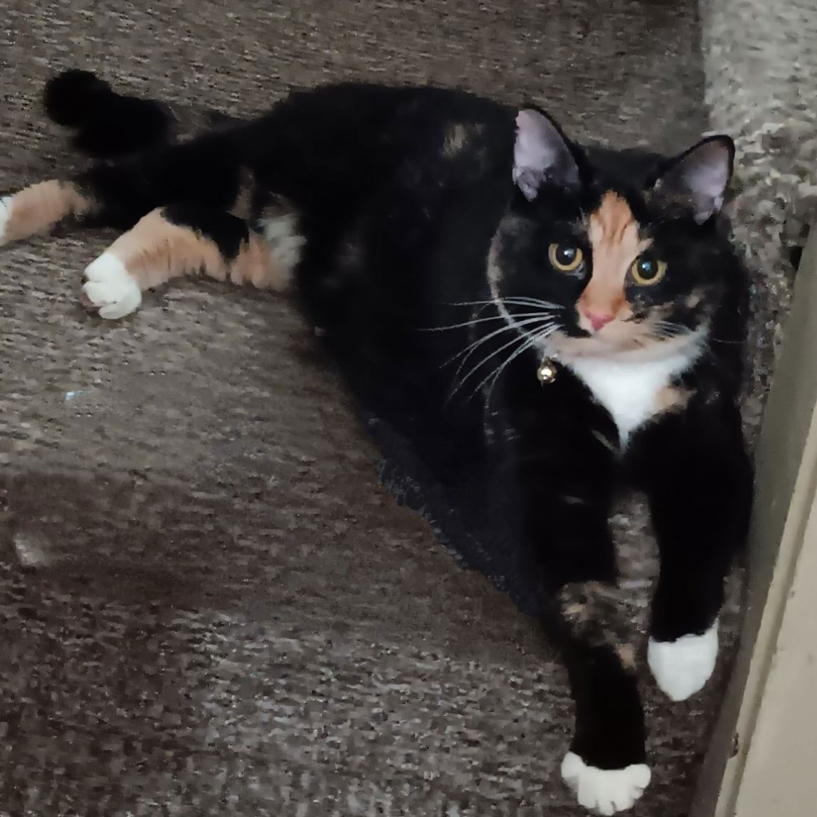 adoptable Cat in Cuyahoga Falls, OH named Cleo (momma)