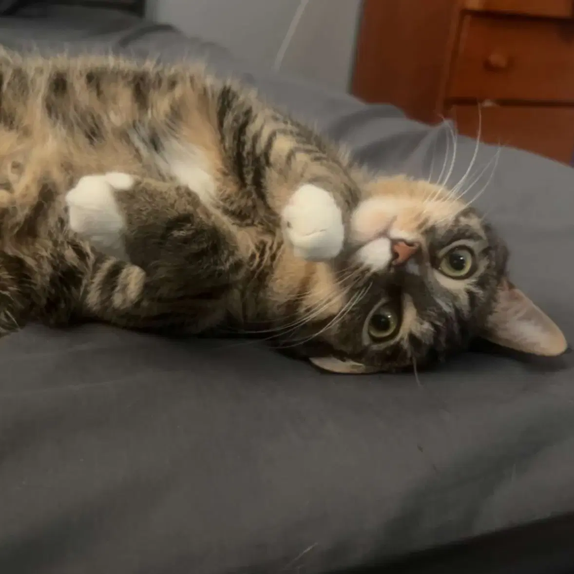 Dega Fkatigey - Domestic Short Hair