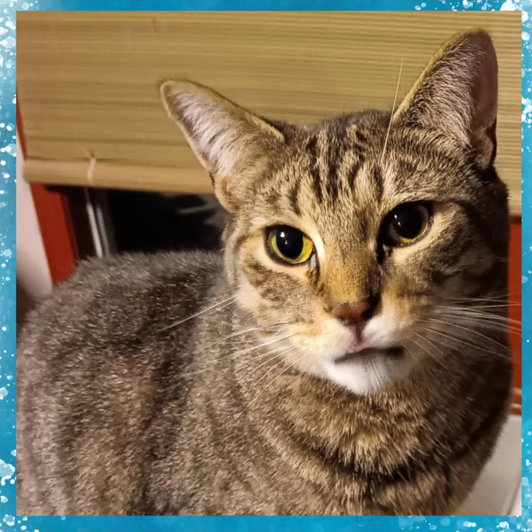 Flynn Disney Prince  Princess - Domestic Short Hair