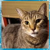 adoptable Cat in Cuyahoga Falls, OH named Disney Prince & Princess - Flynn