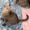 adoptable Cat in cuyahoga falls, OH named Disney Prince & Princess - Flynn