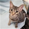 adoptable Cat in cuyahoga falls, OH named Disney Prince & Princess - Phillip