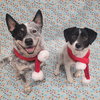 Teddy & Lisa BONDED PAIR - Photo 7