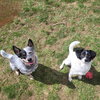Teddy & Lisa BONDED PAIR - Photo 6