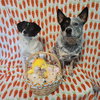 Teddy & Lisa BONDED PAIR - Photo 5