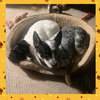Teddy & Lisa BONDED PAIR - Photo 2