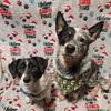 Teddy & Lisa BONDED PAIR - Photo 1