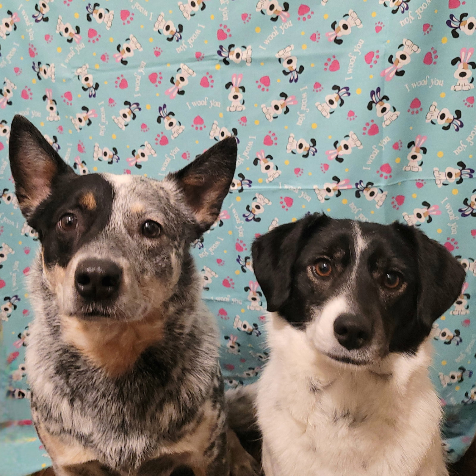 Teddy & Lisa BONDED PAIR