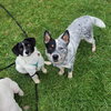 Teddy & Lisa BONDED PAIR - Photo 13