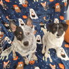 Teddy & Lisa BONDED PAIR - Photo 15