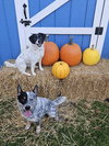 Teddy & Lisa BONDED PAIR - Photo 12