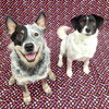 Teddy & Lisa BONDED PAIR - Photo 14