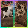 Teddy & Lisa BONDED PAIR - Photo 11