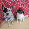 adoptable Dog in MOL, OH named Teddy & Lisa BONDED PAIR