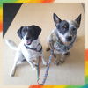 adoptable Dog in  named Lisa & Teddy Bonded Pair
