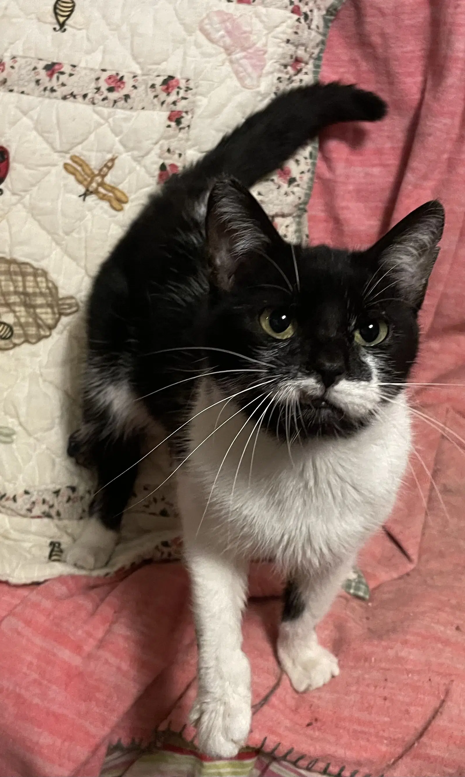 Rory Aurora - Domestic Short Hair