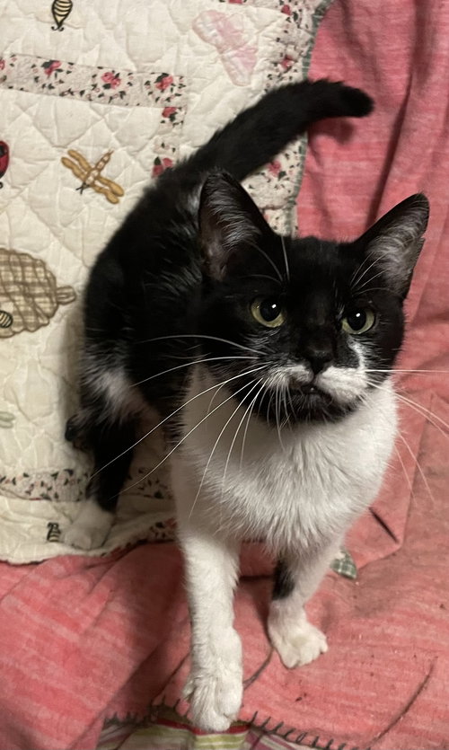 picture of the cat needing adoption