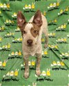 adoptable Dog in  named Rainy Day Pups: Murk