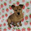 adoptable Dog in mol, OH named Strawberry