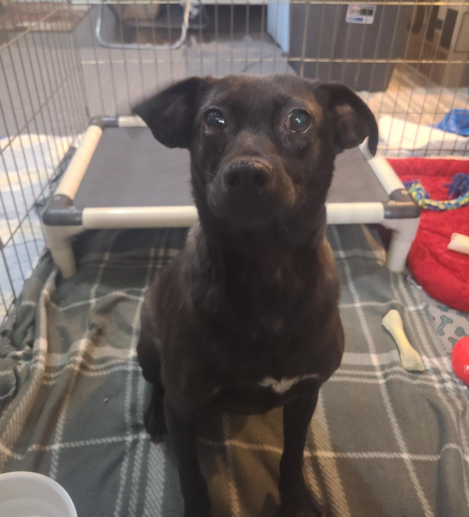 adoptable Dog in Akron, OH named Blackberry