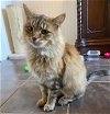 adoptable Cat in  named Tuna PENDING ADOPTION