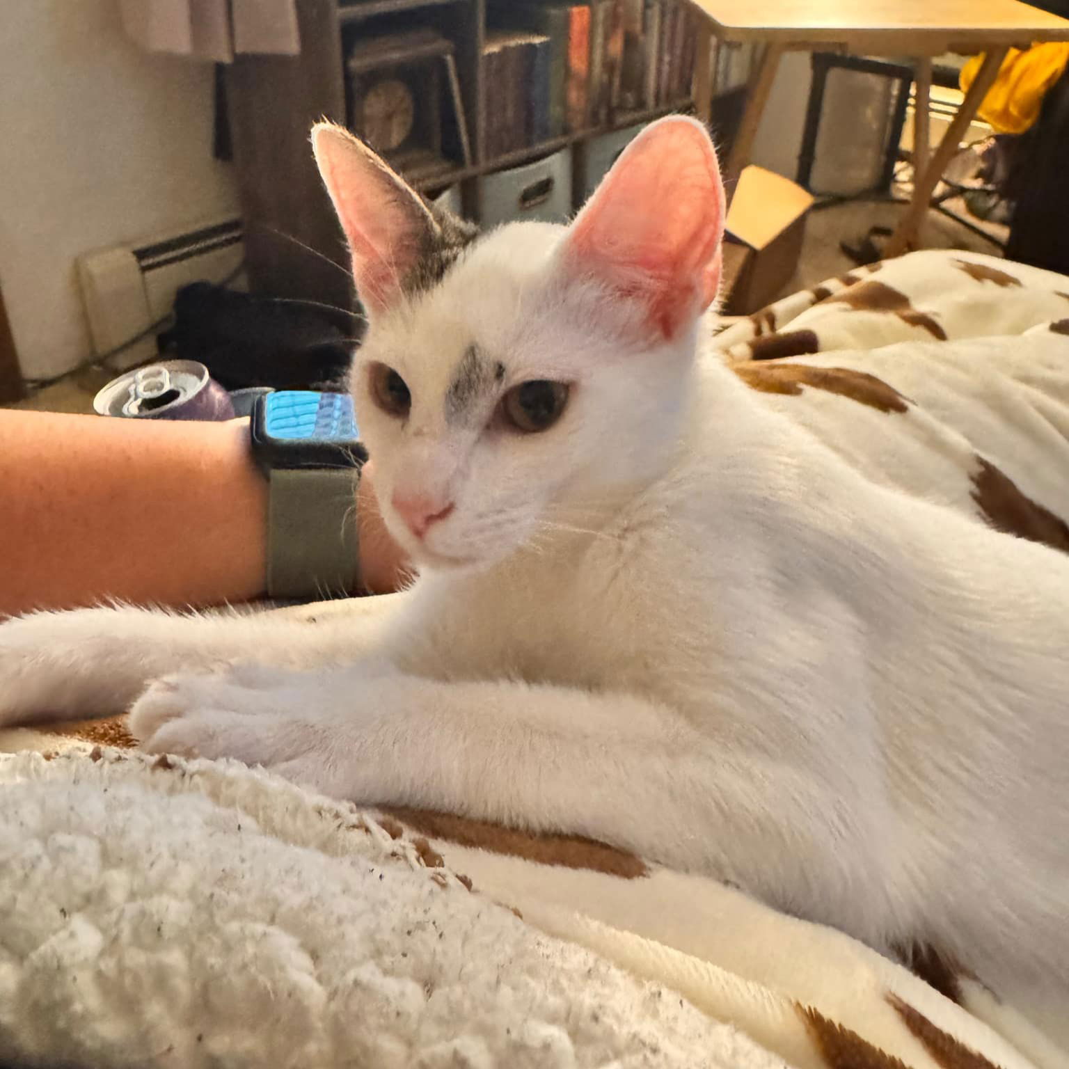 adoptable Cat in MOL, OH named Coffee Kittens: CAPPUCCINO