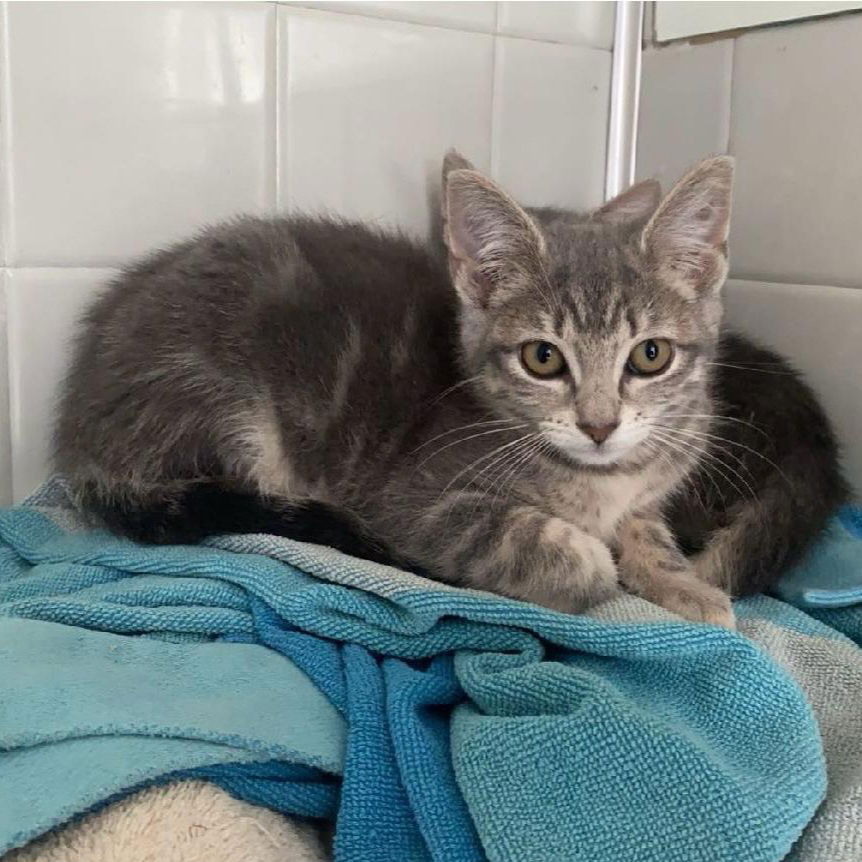 adoptable Cat in Cuyahoga Falls, OH named Shoes