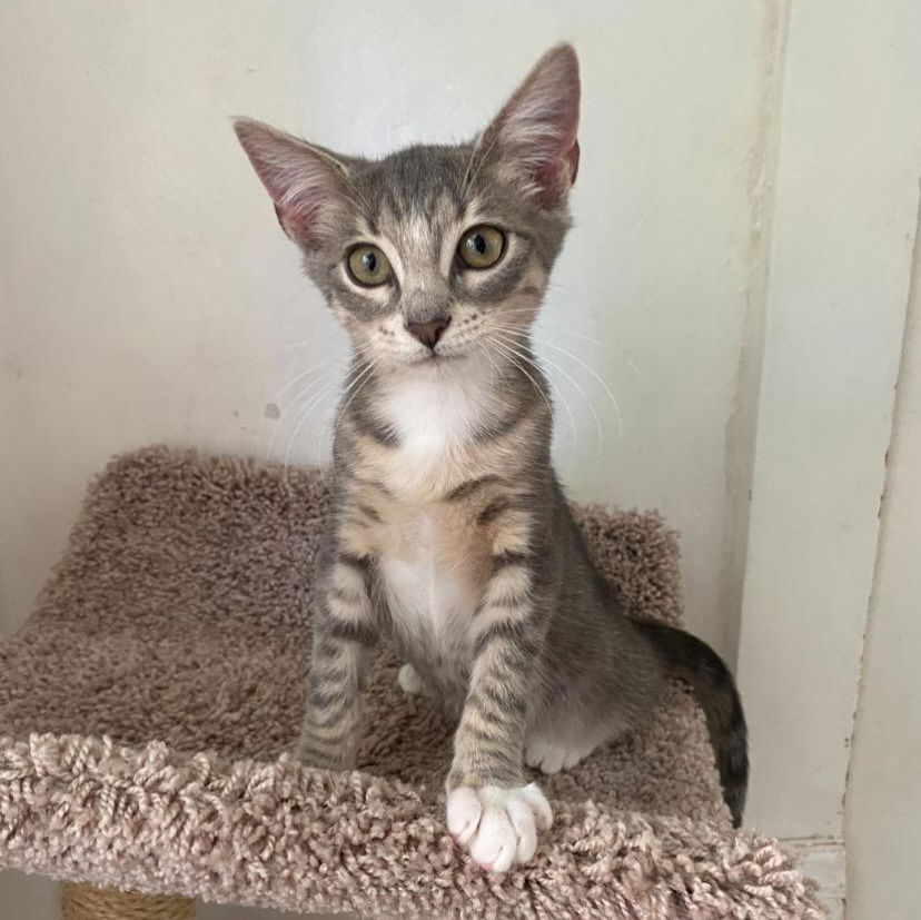 adoptable Cat in Cuyahoga Falls, OH named Socks