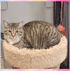 adoptable Cat in Cuyahoga Falls, OH named Gracie (Mom of grey litter)