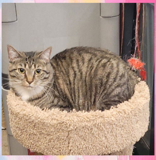picture of the cat needing adoption