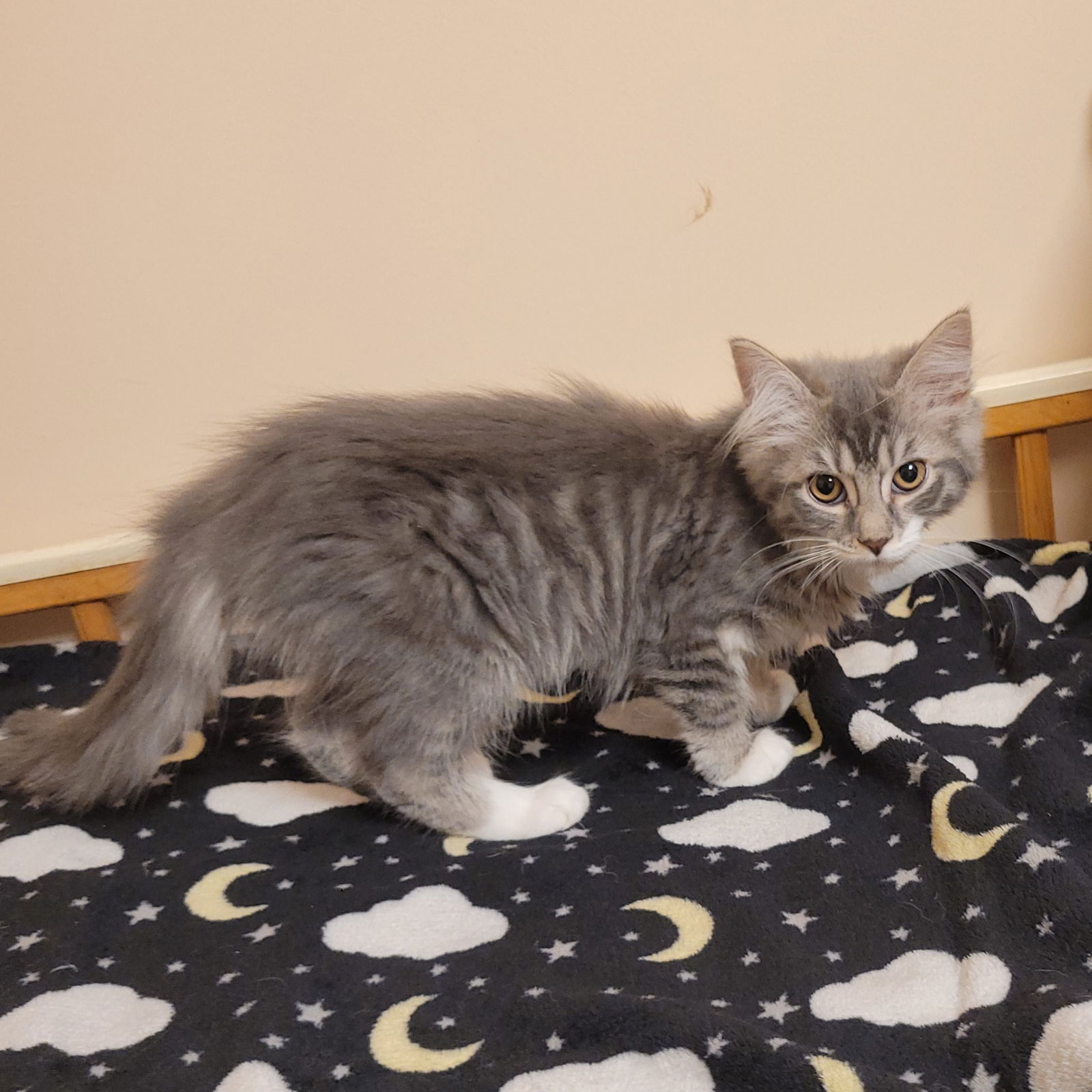 adoptable Cat in Akron, OH named Grey Litter: STERLING