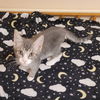 adoptable Cat in , OH named Grey Litter: STONE